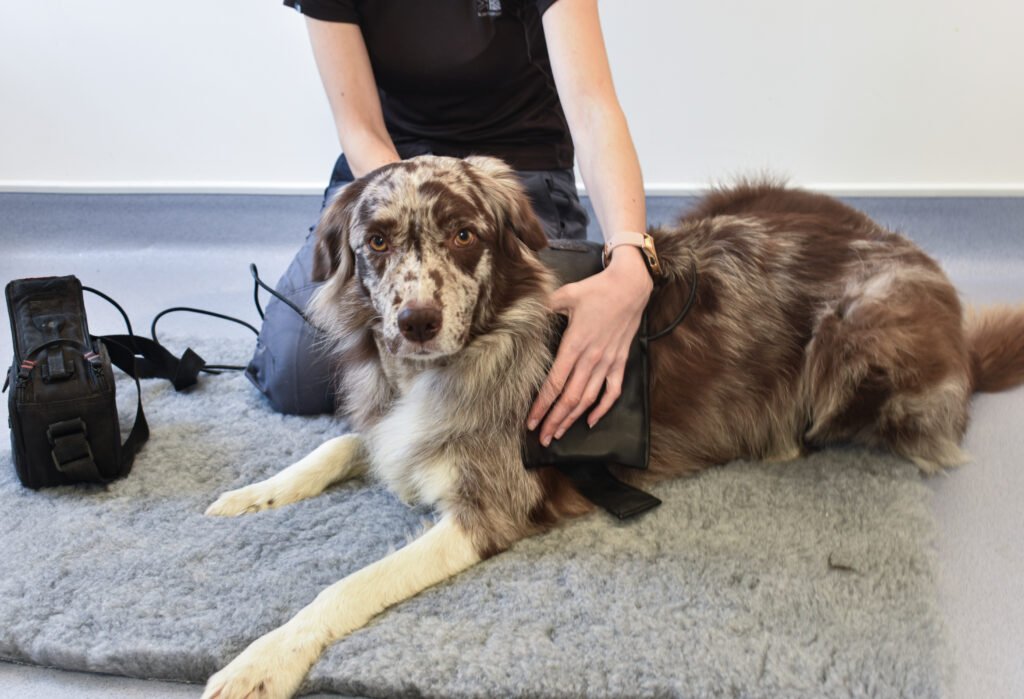 Physiotherapy | The Essex Animal Physiotherapy Centre
